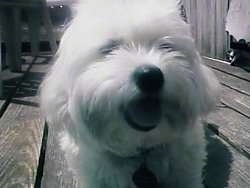 Close up head shot - A white Maltese is laying on a wooden deck with its tongue showing looking happy.