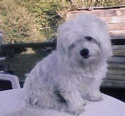A white Maltese is sitting in a white lawn table and looking down and to the left with its head tilted to the right. There is a wooden wall behind it.