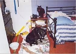 Acey the dog sitting near a bed with its head down and a cat behind him