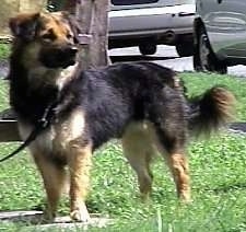 A medium haired, black with tan and white Shepherd mix is standing in grass and looking to the right. There are cars and a tree behind it.