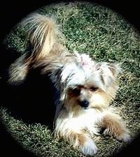 A small breed, longhaired, tan Yorkie mix is laying in grass with its fluffy tail curled over its back. The dog has a pink bow in its top knot.