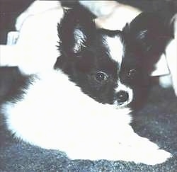 Close up front side view - A large eared, white and black Papillon Puppy is laying on a carpeted floor looking to the right.
