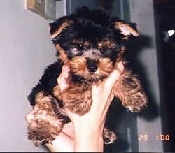 A fluffy little black and tan Silky Terrier puppy is being held in the air by a persons hand.