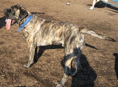 The left side of a brindle American Mastiff that is standing across woodchips with its mouth open and big tongue out