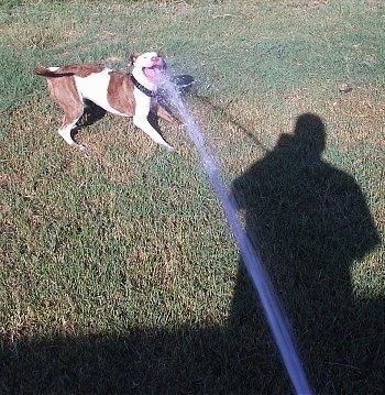 The right side of a white and brown brindle Pitbull Terrier that is standing across a yard and it is being sprayed by a water hose. The Pit Bull Terrier is biting at the water stream.