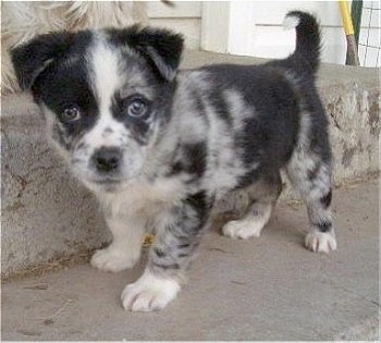The left side of a blue merle Aussie-Corgi puppy that is standing on a concrete step and it is looking forward.