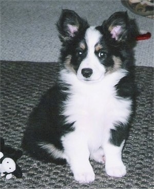 The front right side of a tri-color Aussie-Corgi puppy that is sitting on a carpet and it is looking forward.