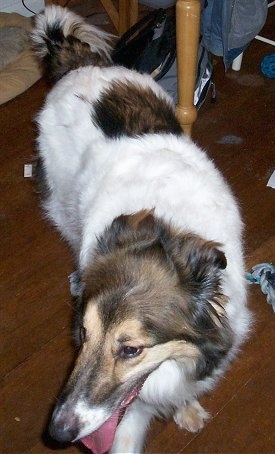View from the top looking down - A large, medium-haired, white with tan and black mixed breed dog is standing on a hardwood floor in front of a wooden kitchen table looking to the left. Its mouth is open and its tongue is out.