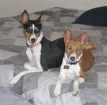 Gunther and Pumpkin the Basenjis laying down on a bed