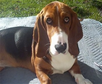 Bella Boo Galloway the Basset Hound laying outside on a blanket