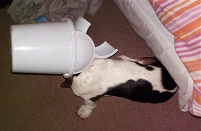 Zoe the Basset Hound has a small white plastic trashcan on top of her head and there is a human's bed behind her