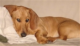 The left side of a tan Basset Hound/Labrador Retriever mix that is laying its head against a white pillow on a bed.