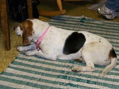 Maxine the Beagle laying on a rug