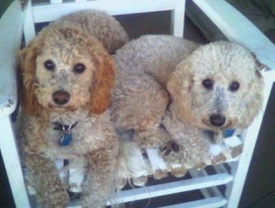 Sam and Riley the Bichon Poodles laying in a white wooden porch chair