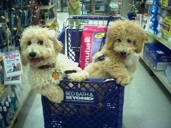 Sam and Riley the Bichon Poodles in a store inside of a Bed, Bath and Beyond shopping cart with a pink bag of Eukanuba dog food behind them