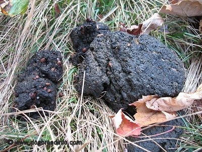 A mound of bear feces laying on top of grass.