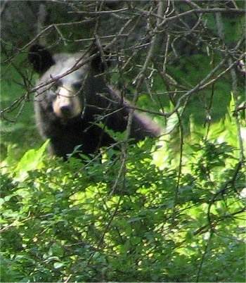 Black Bear looking through trees and bushes - head shot