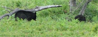 Two Black Bears walking in a forrested area