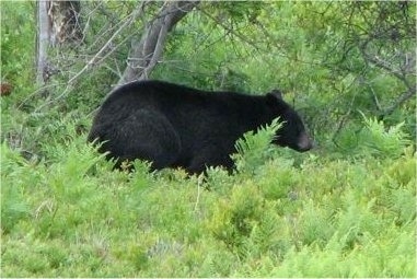 Right Profile - A Black Bear walking through a forrested area