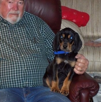Rowdy the Black and Tan Coonhound puppy sitting on the lap of a man on a leather recliner