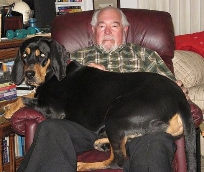 Rowdy the Black and Tan Coonhound laying across a man's lap on a leather recliner chair