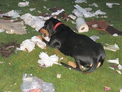 Rowdy the Black and Tan Coonhound laying in the yard chewing up a bunch of trash