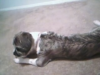 The left side of a grey with white Bosapso that is laying down on a carpet and it is chewing on a dog bone.