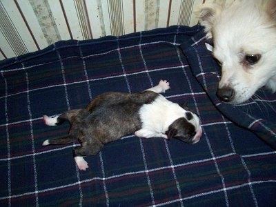 Topdown view of a newborn Boskimo puppy that is laying across a blanket. To the right is a American Eskimo dog that is looking at the puppy.
