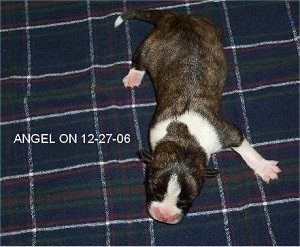 Topdown view of a brindle with white Boskimo puppy that is laying on a blanket. Overlaid on the left side of the image are the words 'ANGEL 12-27-06'