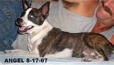 The left side of a brindle with white Boskimo that is laying in front of a person with a moustache. Overlaid in the bottom left of the image are the words 'ANGEL 8-17-07'