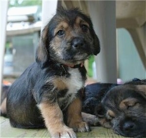 The front right side of a black with tan Bowser puppy that is sitting on a wooden porch and to the right of it is a sleeping Bowser puppy. They are on a wooden porch.