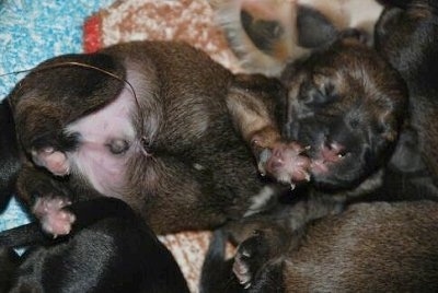 Close Up - The underside of a black with tan Bowser puppy that is sleeping on top of its littermates, on a blanket.