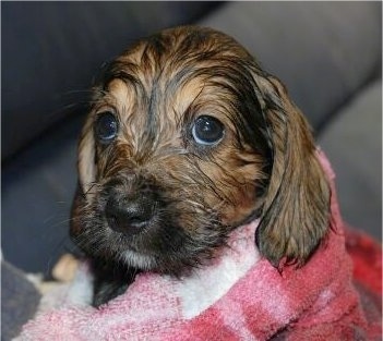Close Up - A wet black with tan Bowser puppy is wrapped in a towel and it is looking up.