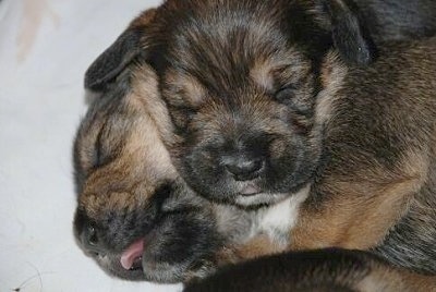 Close Up - Topdown view of two black with tan Bowser puppies are sleeping on top of each other.