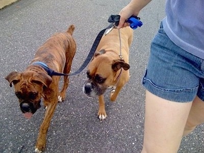 Bruno and Allie the Boxers being led on a walk down a street