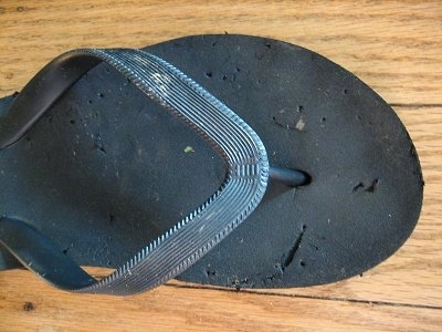 A black flip flop shoe with bite marks in it that was chewed by Bruno