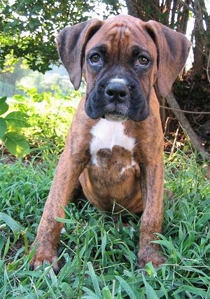 Bruno the Boxer puppy sitting in a lot of grass