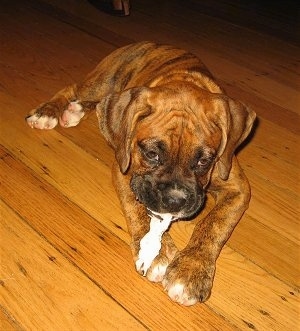 Bruno the Boxer Puppy continuing to chew trash on a hardwood floor