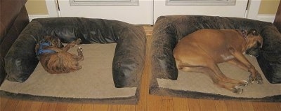 Bruno and Allie the Boxers Sleeping on the Dog Beds