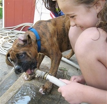 Bruno the Boxer drinking water out of a hose