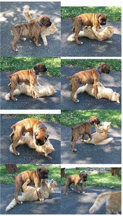 Bruno the Boxer and Waffle the Cat playing in a compilation of pictures