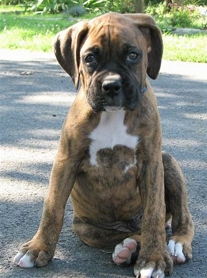 Bruno's the Boxer Puppy sitting on a blacktop