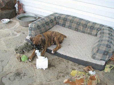 Bruno the Boxer chewing on paper in his outdoor dog bed on the porch