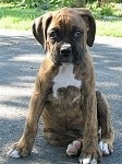 Bruno the Boxer as a Puppy is sitting on a blacktop surface