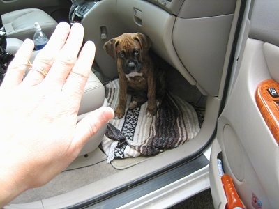 Bruno the Boxer Puppy sitting in the front seat of a van with a hand notifying him to stay