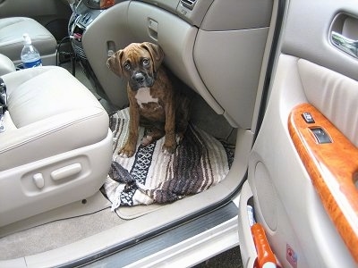 Bruno the Boxer puppy sitting on the floor in front of the passenger seat in a van