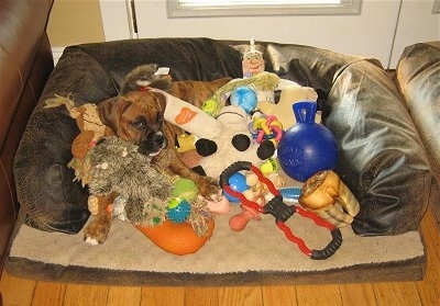 Bruno the Boxer Puppy laying in a dog bed covered in toys