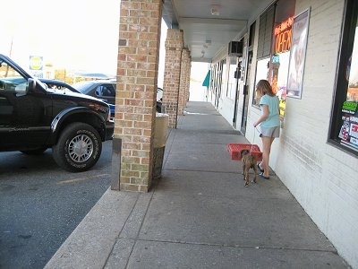 Bruno the Boxer Puppy taking a walk at a shopping center
