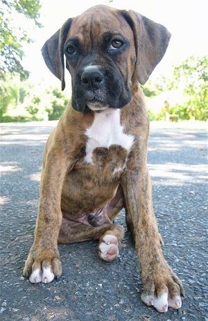 Bruno the Boxer Puppy sitting outside on blacktop