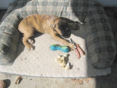 Bruno the Boxer Puppy laying in a dog bed with a pair of sheers
